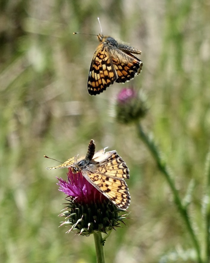 knapweed fritillary
